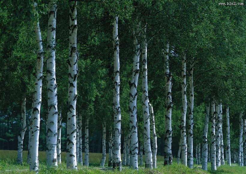 大自然的风景图片