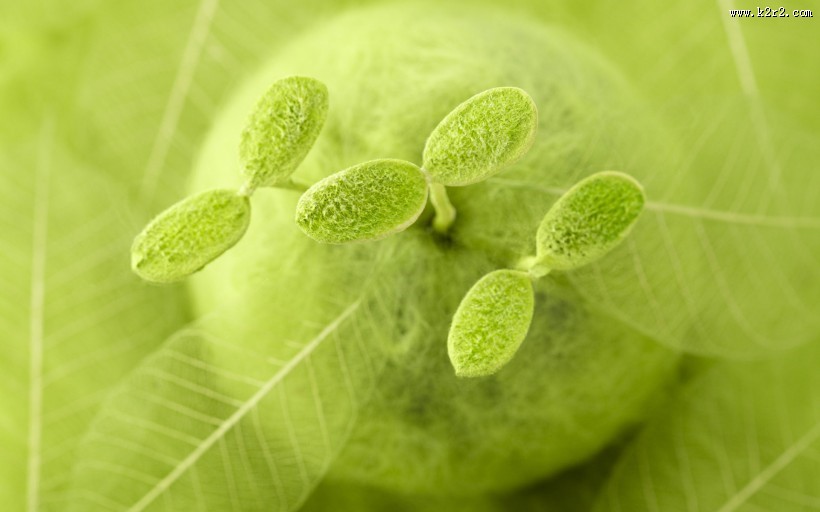 绿色与自然图片