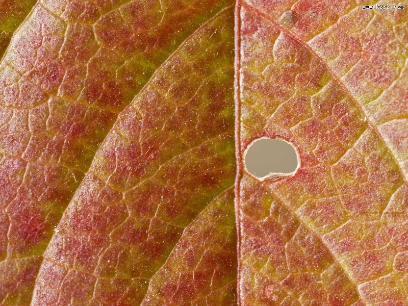 马尔科森林图片