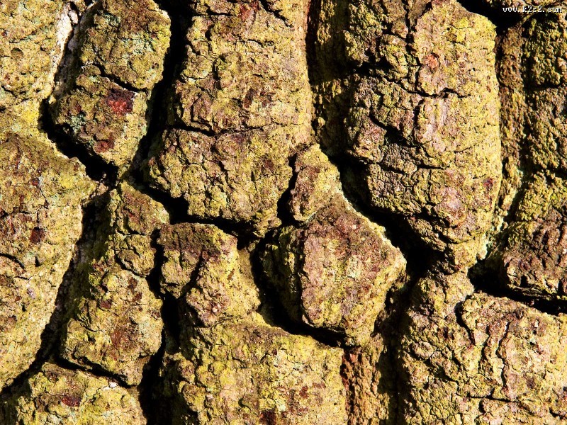 马尔科森林图片