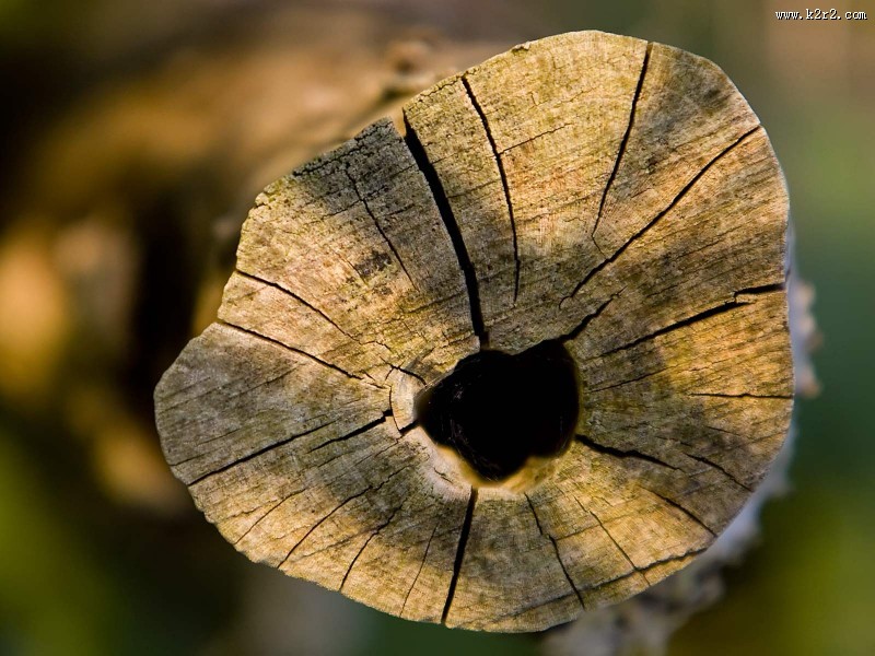 马尔科森林图片