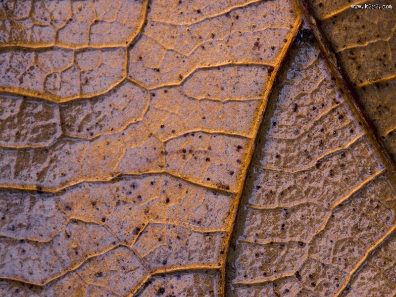 马尔科森林图片