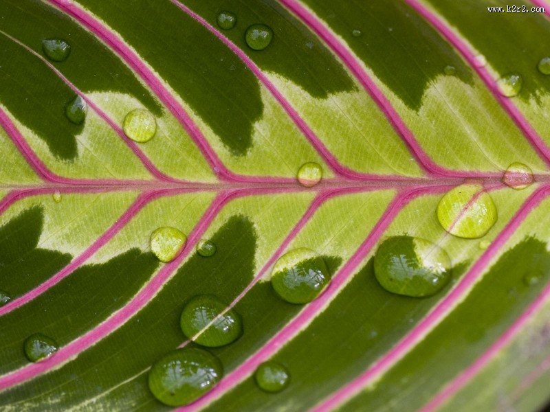 马尔科森林图片