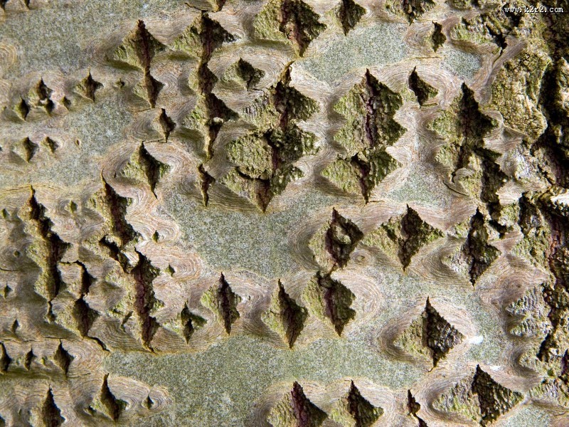 马尔科森林图片