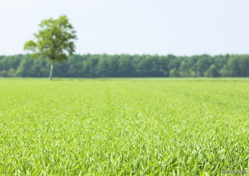 绿油油的草地图片