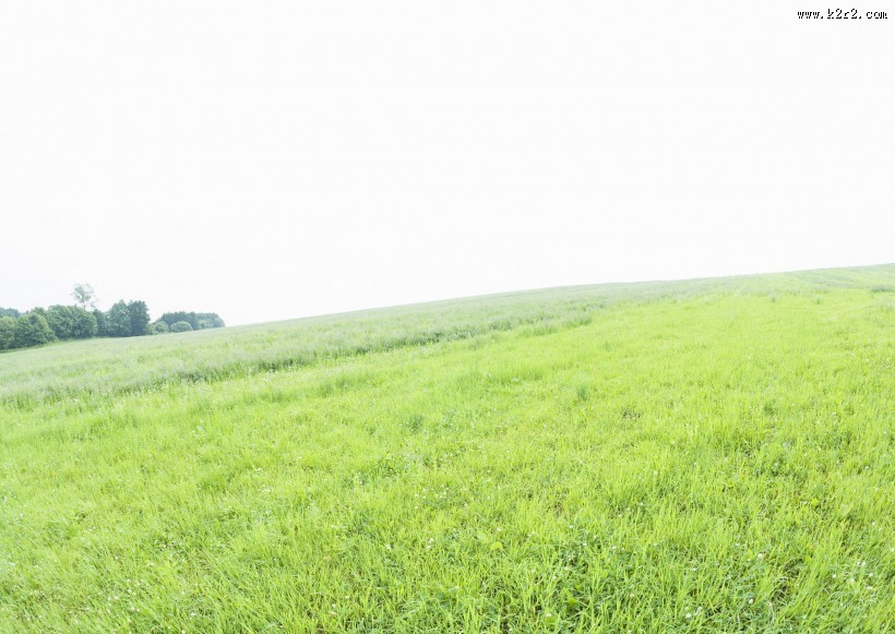 绿油油的草地图片