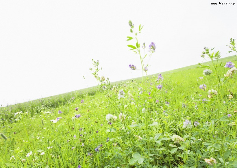 绿油油的草地图片