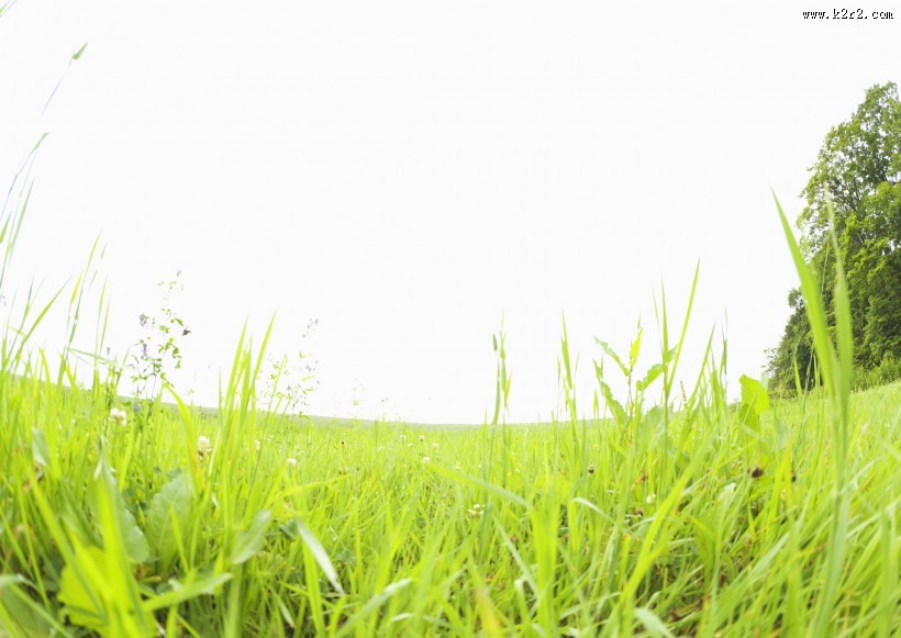 绿油油的草地图片