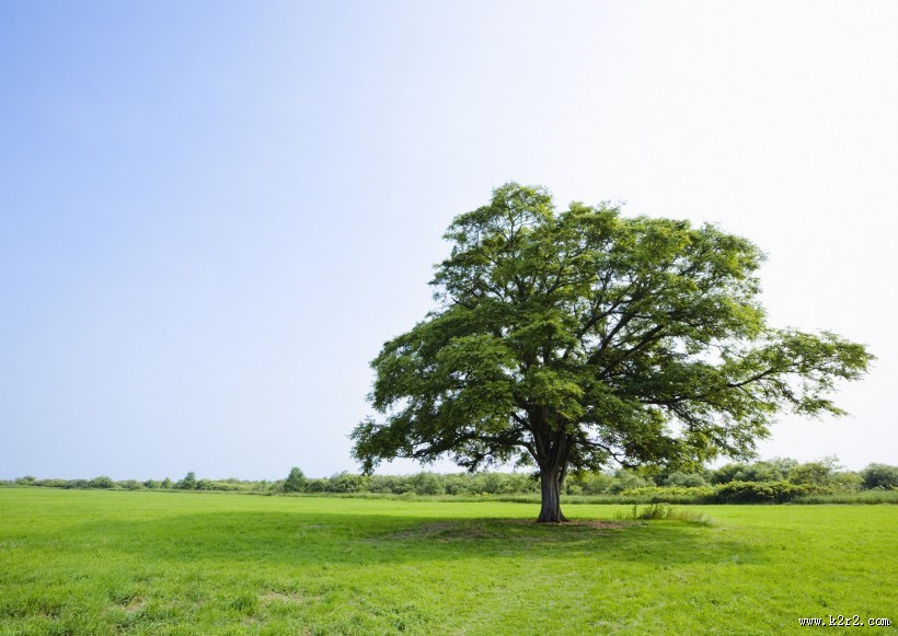 草地与大树的图片