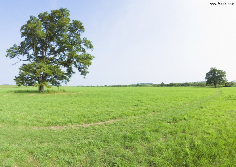 草地与大树的图片