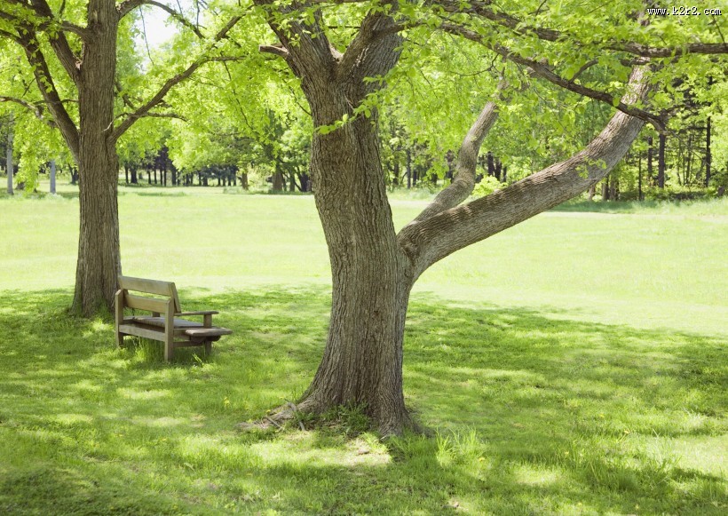 午后的阳光穿过树木图片