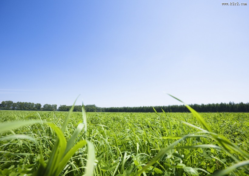 晴朗的天空和草地图片大全