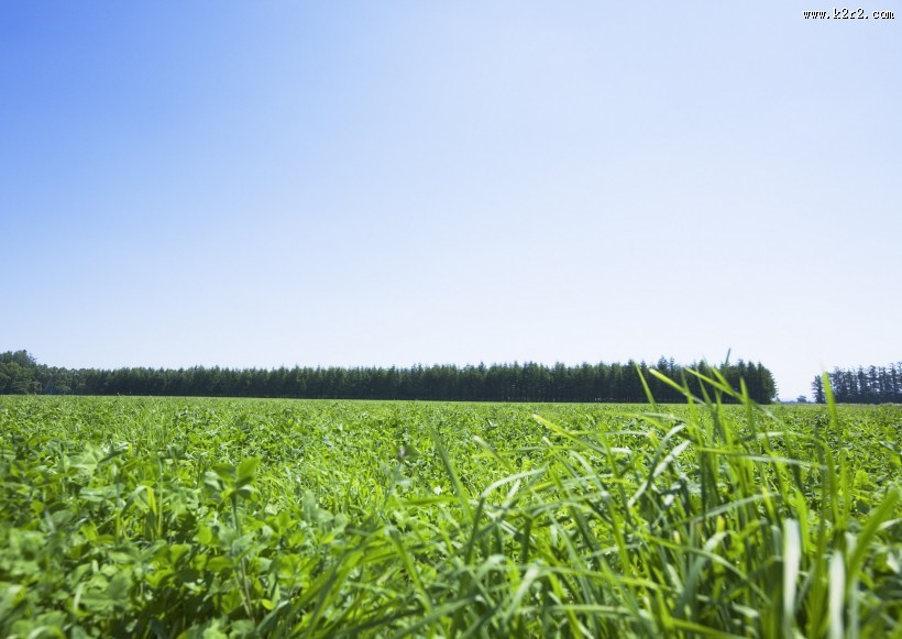 晴朗的天空和草地图片大全