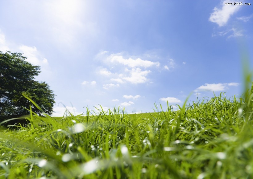 晴朗的天空和草地图片大全