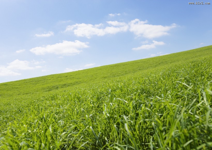 晴朗的天空和草地图片大全