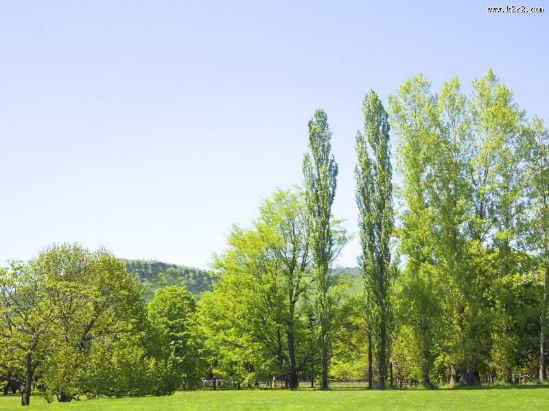 绿色草地图片