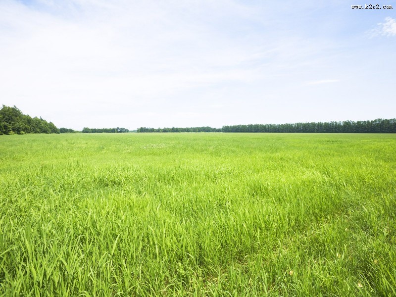 绿色草地图片