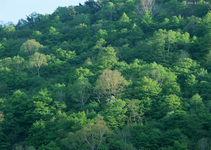 浓密的森林图片大全