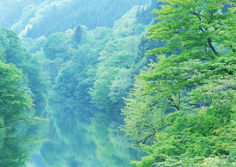 浓密的森林图片大全