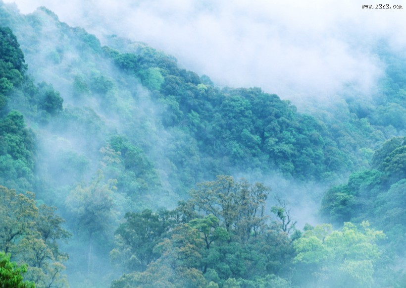 浓密的森林图片大全