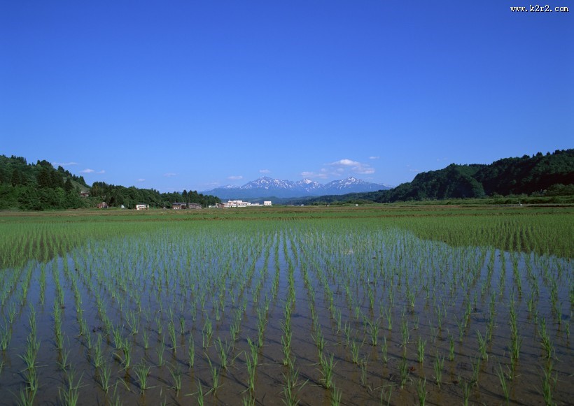 春天的田野图片