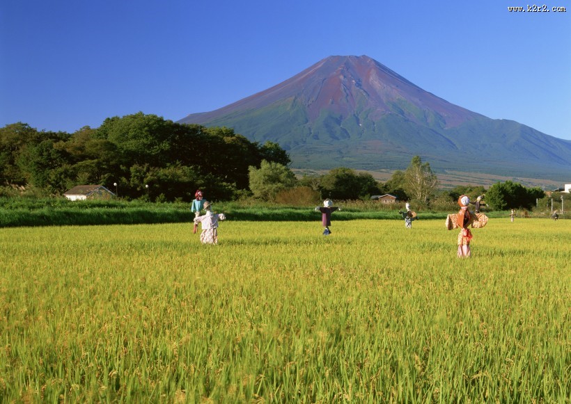 水稻稻田图片大全