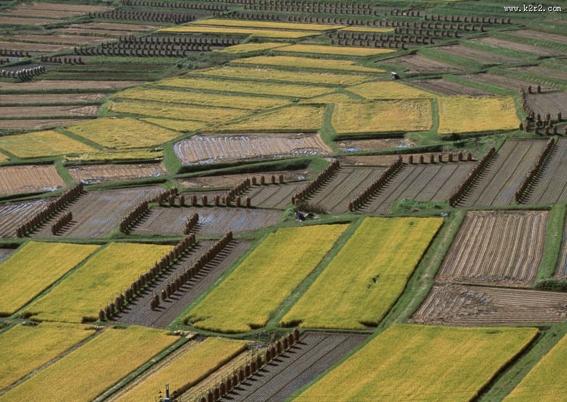 水稻稻田图片大全