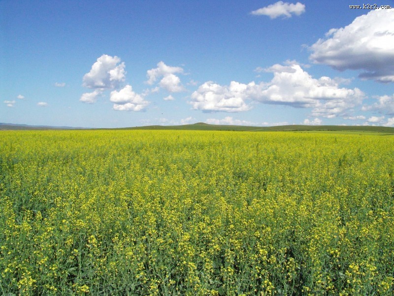 呼伦贝尔大草原图片