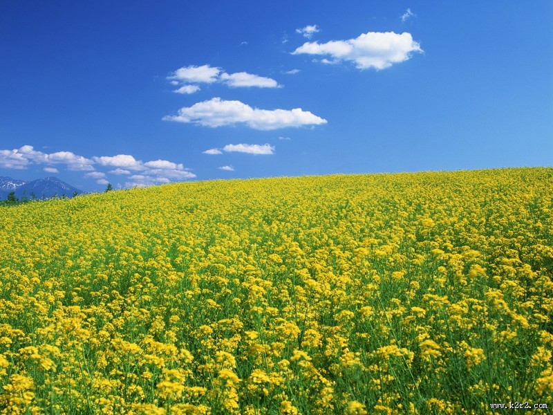 油菜花田图片大全