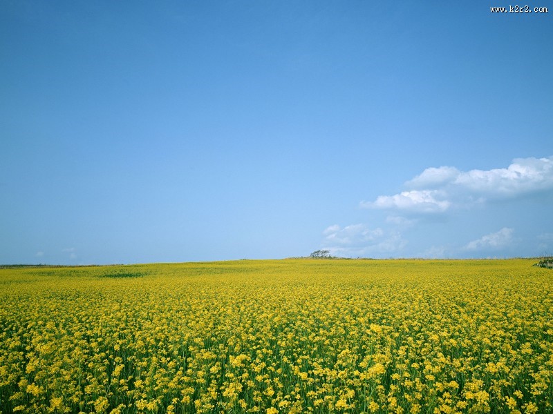 油菜花田图片大全