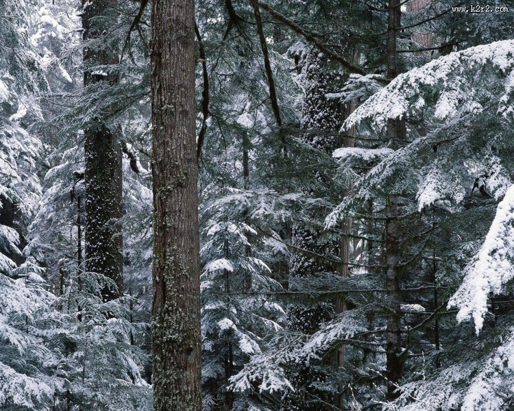雪中树木图片