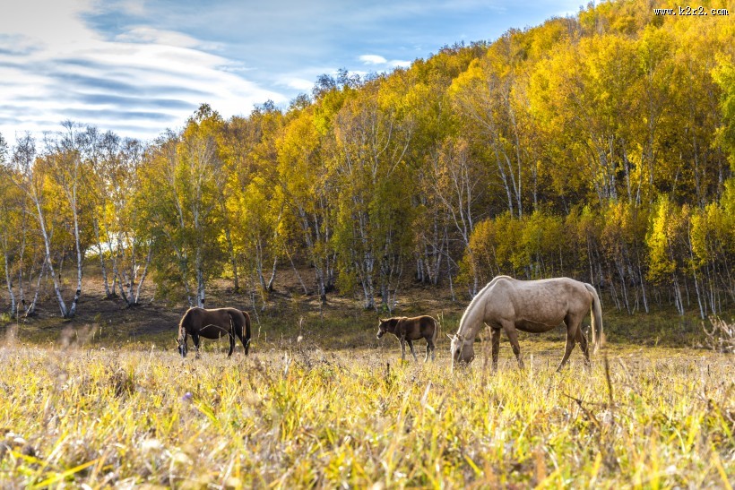乌兰布统草原秋天自然风景图片