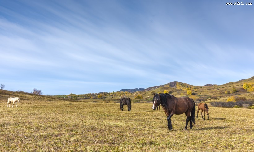 乌兰布统草原秋天自然风景图片