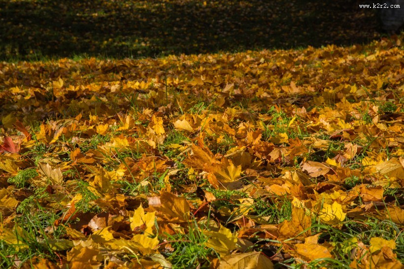 俄罗斯园林园林唯美秋季风景图片