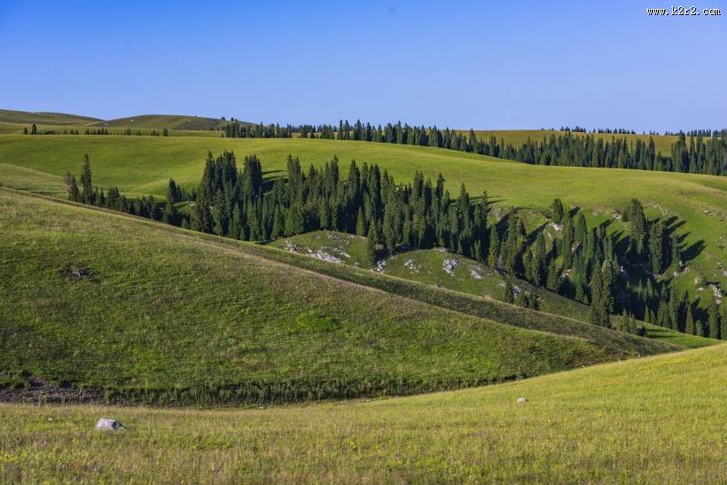 新疆伊犁喀拉峻大草原自然风景图片