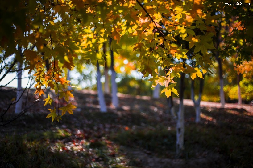 北京奥林匹克森林公园的秋天树林自然风景图片