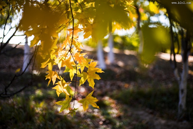 北京奥林匹克森林公园的秋天树林自然风景图片