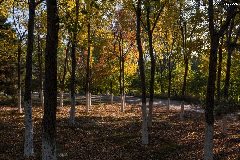 北京奥林匹克森林公园的秋天树林自然风景图片