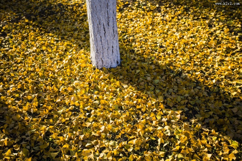 北京奥林匹克森林公园的秋天树林自然风景图片