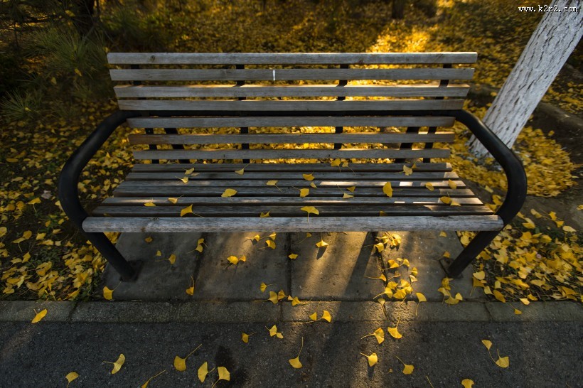 北京奥林匹克森林公园的秋天树林自然风景图片