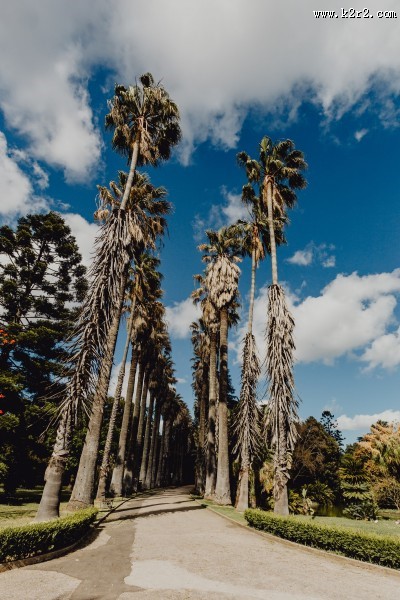 葡萄牙热带植物园的图片大全
