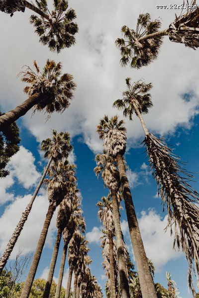 葡萄牙热带植物园的图片大全