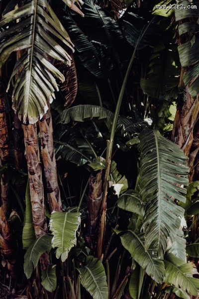 葡萄牙热带植物园的图片大全