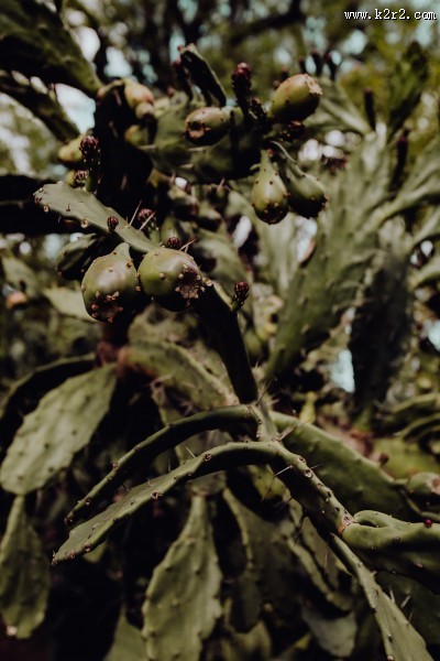 葡萄牙热带植物园的图片大全