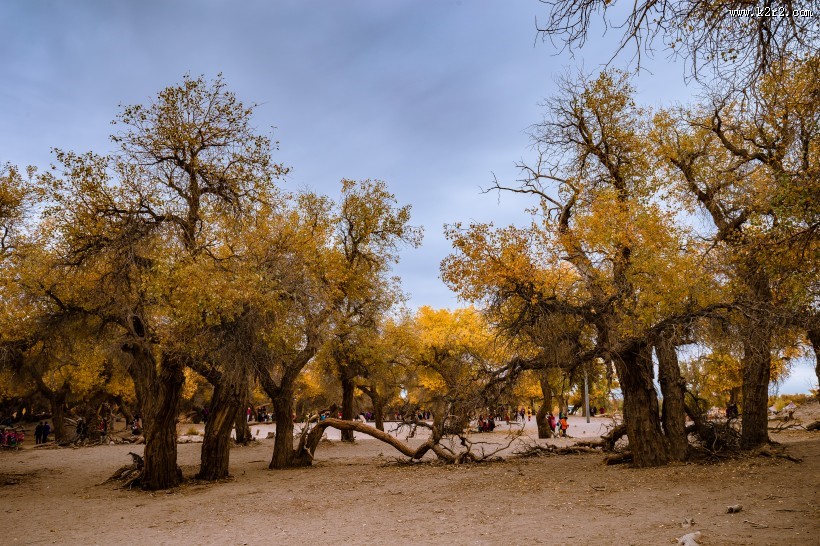 额济纳胡杨林自然风景图片