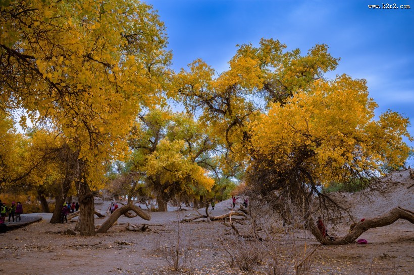 额济纳胡杨林自然风景图片