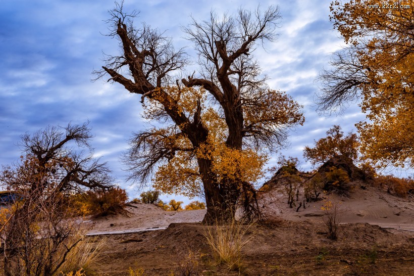 额济纳胡杨林自然风景图片