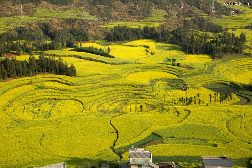 云南罗平油菜花海自然风景图片