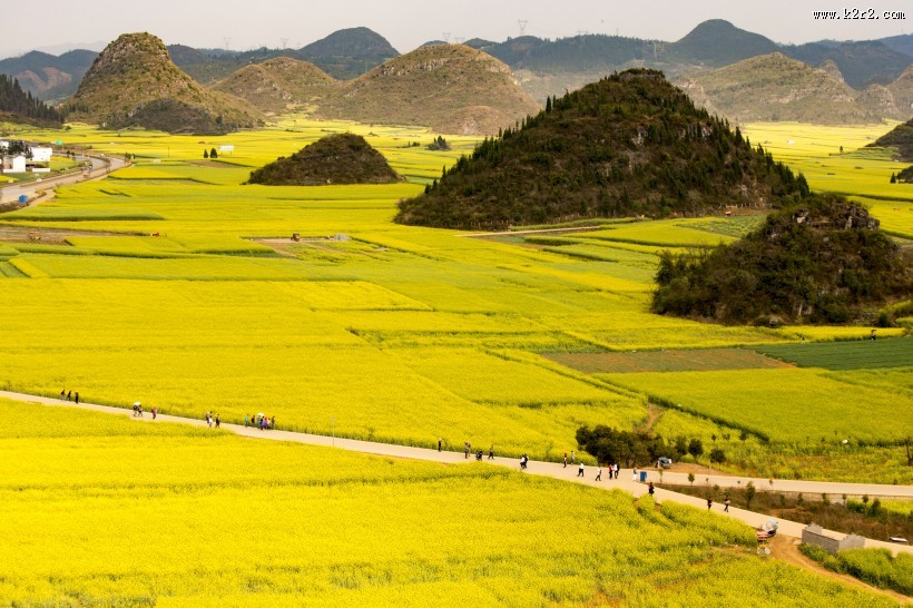 云南罗平油菜花海自然风景图片