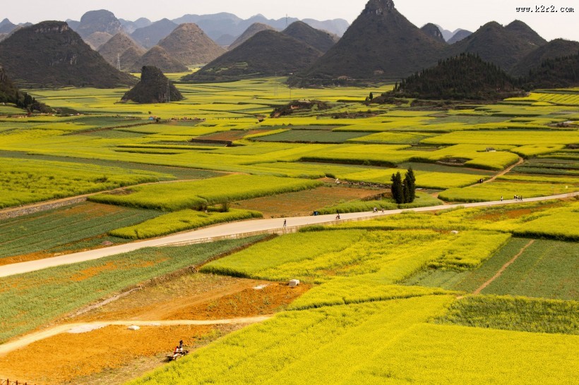 云南罗平油菜花海自然风景图片